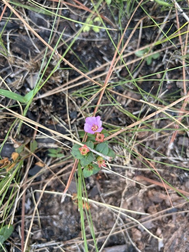 Nuttall's Meadowbeauty (Rhexia nuttallii)