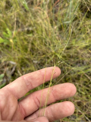 fewflower beaksedge (Rhynchospora rariflora)