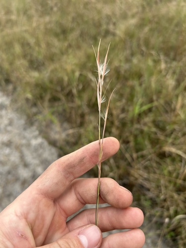 White Bluestem (Anatherum dealbatum)