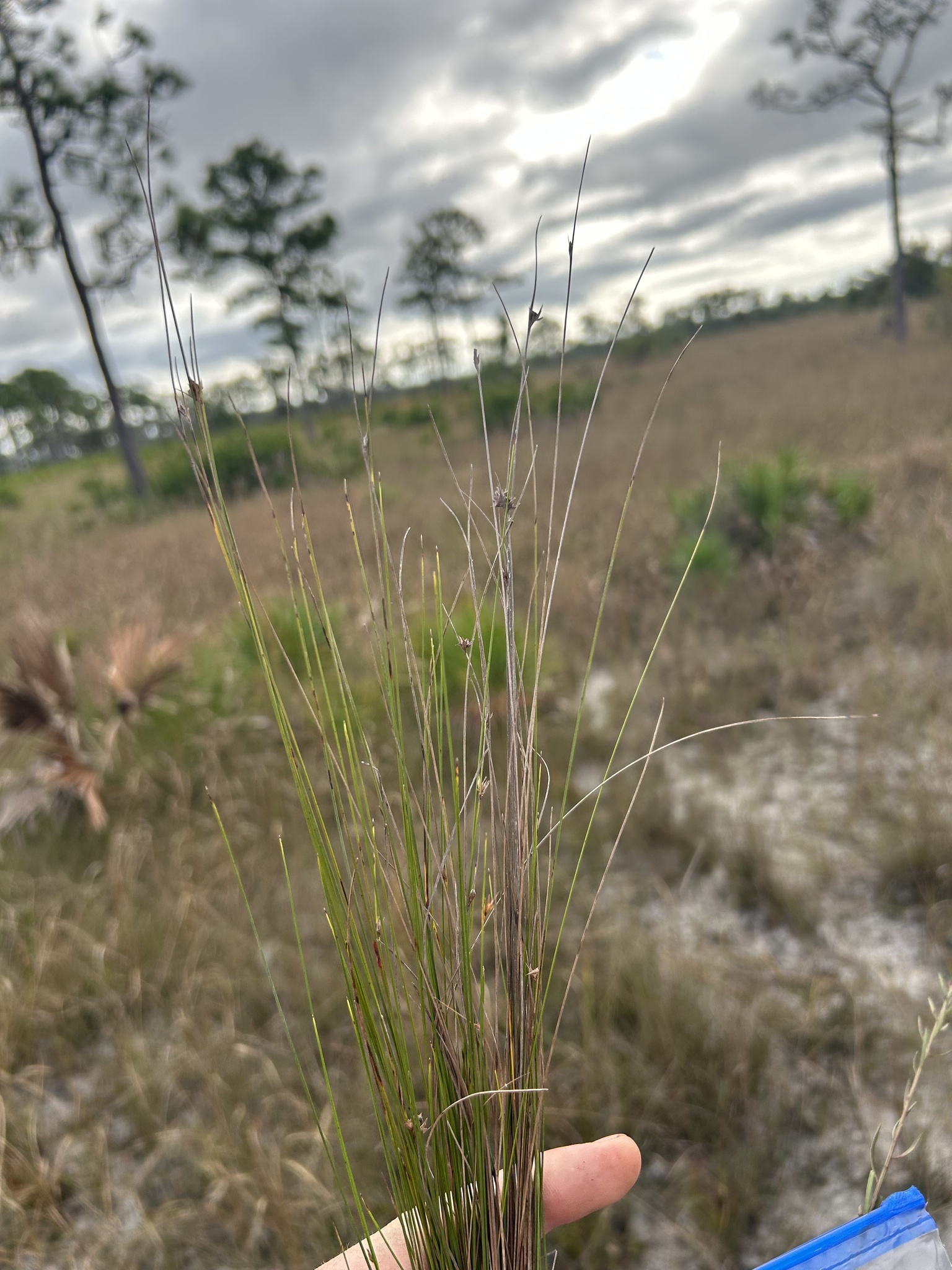 Baldwin's Nutrush (Scleria baldwinii)