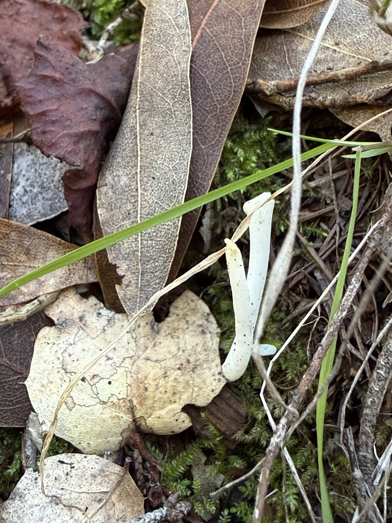 Clavaria fragilis · December 2025 · photo: © rogerraiche (iNaturalist, cc-by)