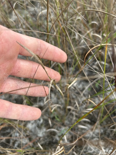 Perennial Goobergrass (Amphicarpum muehlenbergianum)