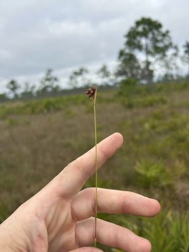 Baldwin's beaksedge (Rhynchospora baldwinii)