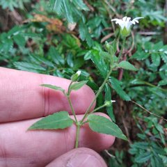 Stellaria cuspidata