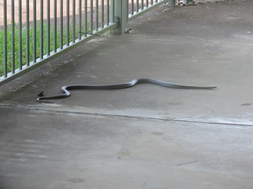 Eastern Brown Snake sighting