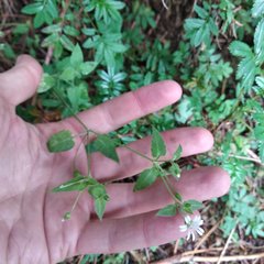 Stellaria cuspidata