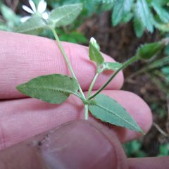 Stellaria cuspidata