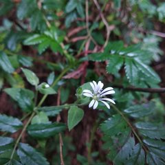 Stellaria cuspidata