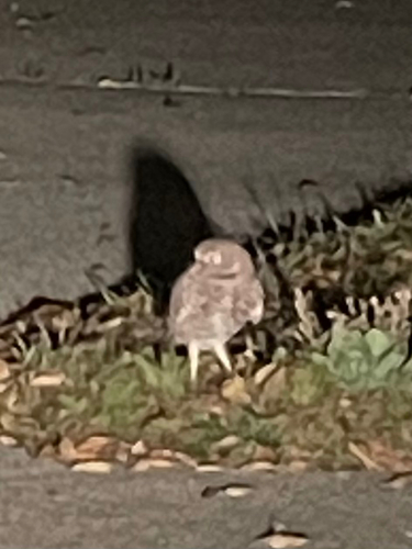 View observation of {o.common_name} on iNaturalist