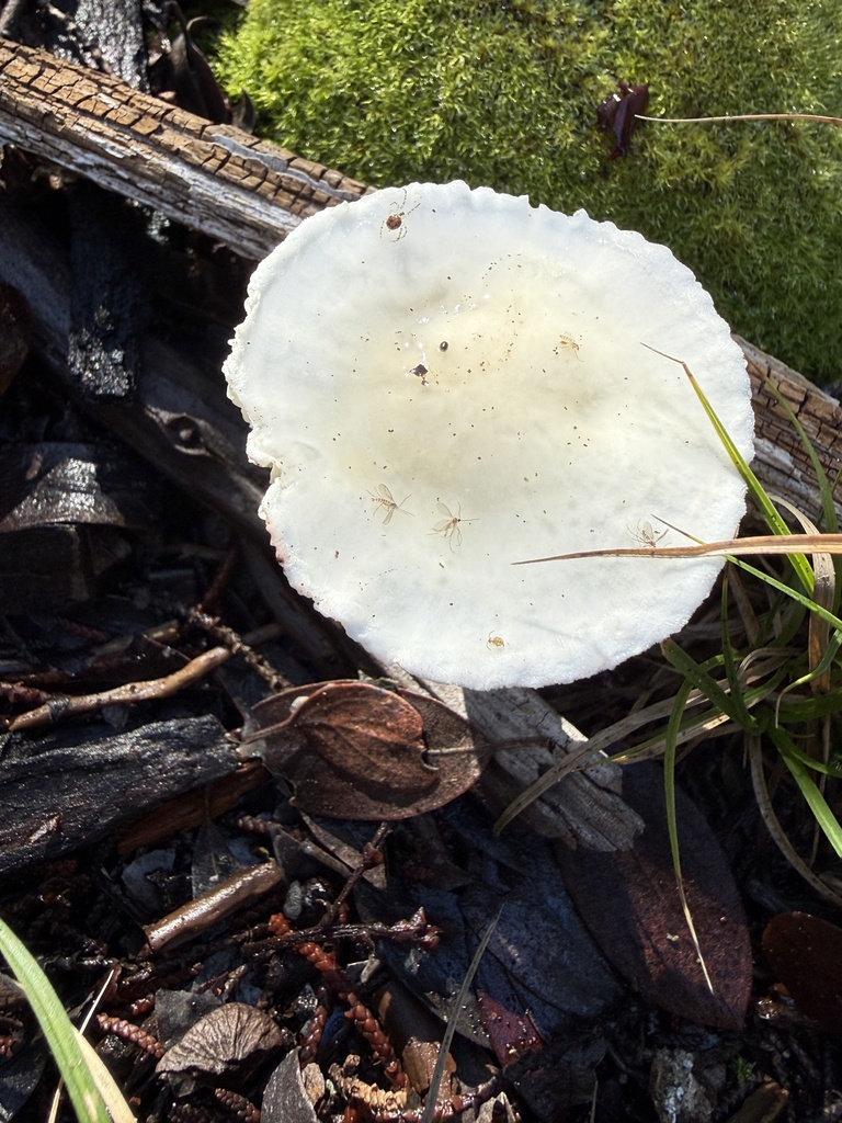 Hygrophorus eburneus · December 2025 · photo: © rogerraiche (iNaturalist, cc-by)