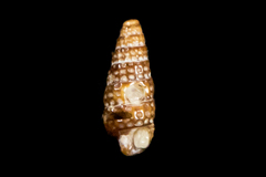 Cerithiopsidae
