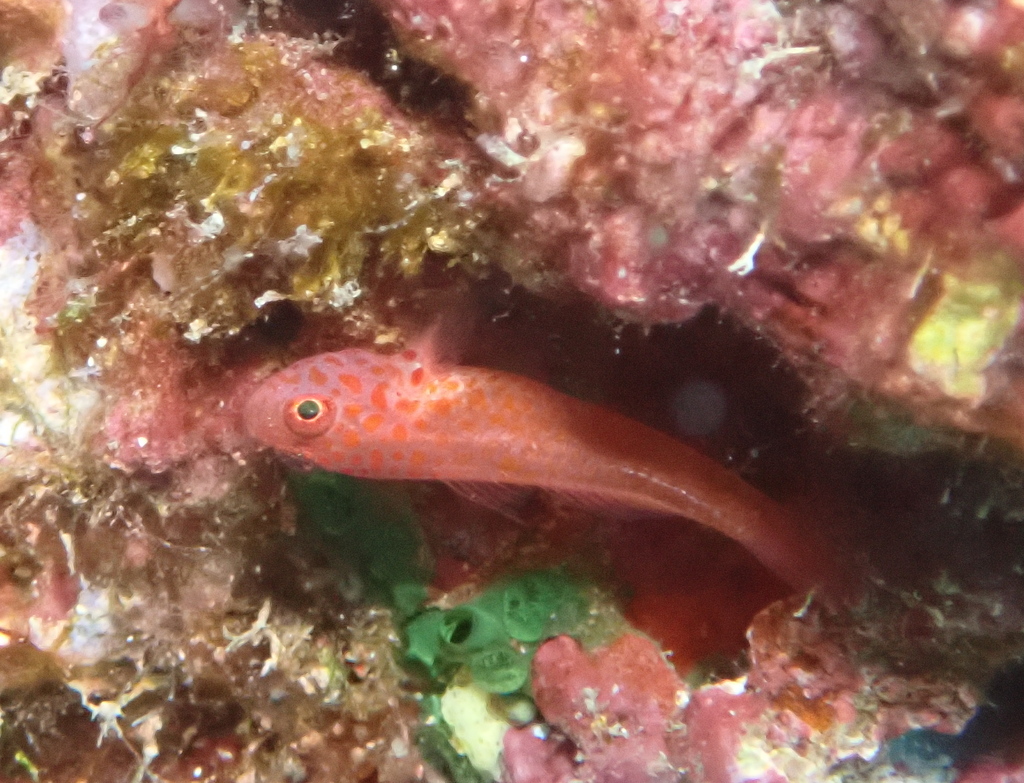 Flame Goby