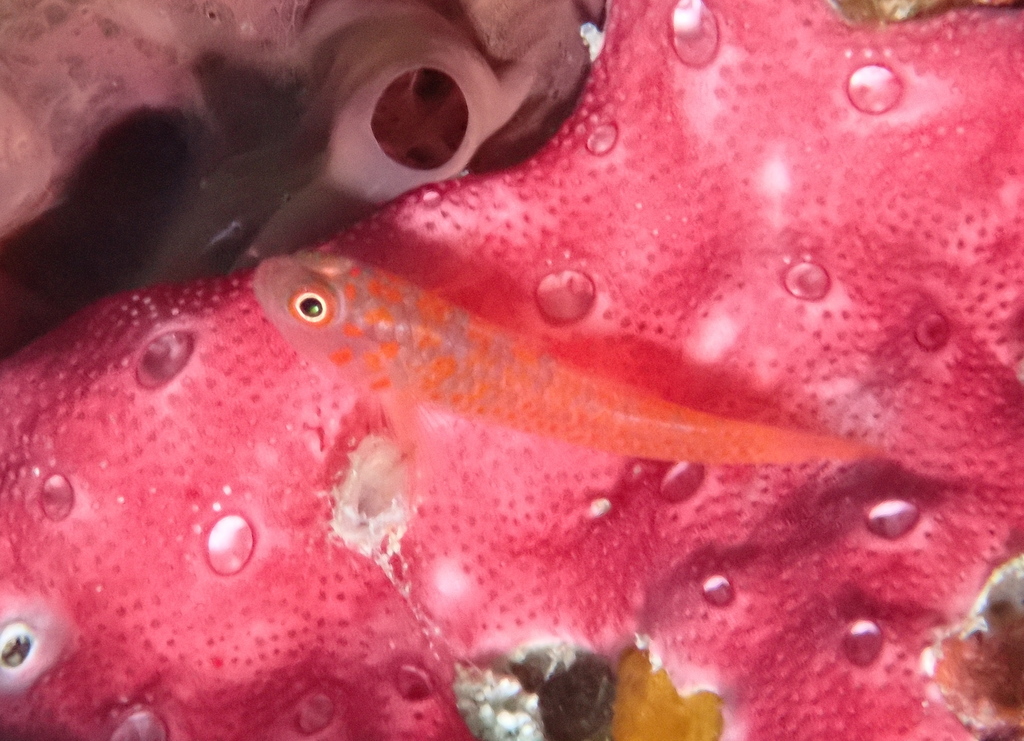 Greybeard Dwarfgoby