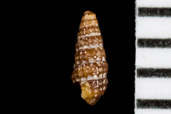 Cerithiopsidae