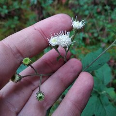 Archibaccharis auriculata