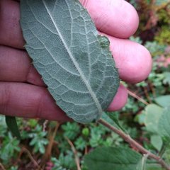 Archibaccharis auriculata