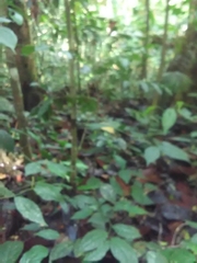 Chironius multiventris