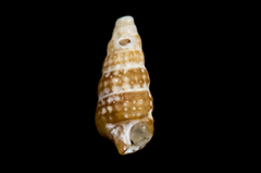 Cerithiopsidae