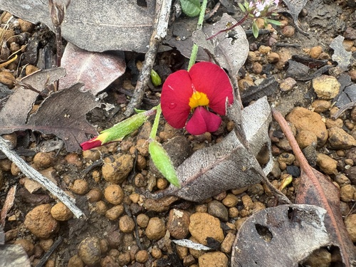 Scarlet Flame Pea (Chorizema rhombeum)