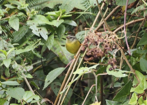 Three-banded Warbler (Basileuterus trifasciatus), photo 6