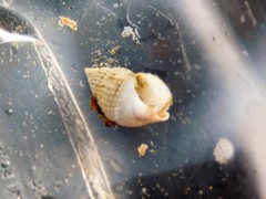 Nassarius perpinguis