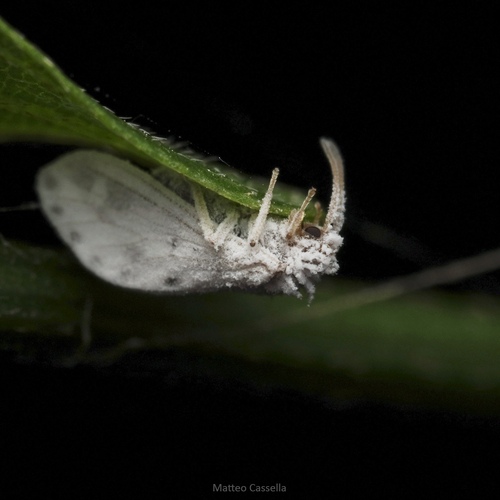 Coniopterygidae