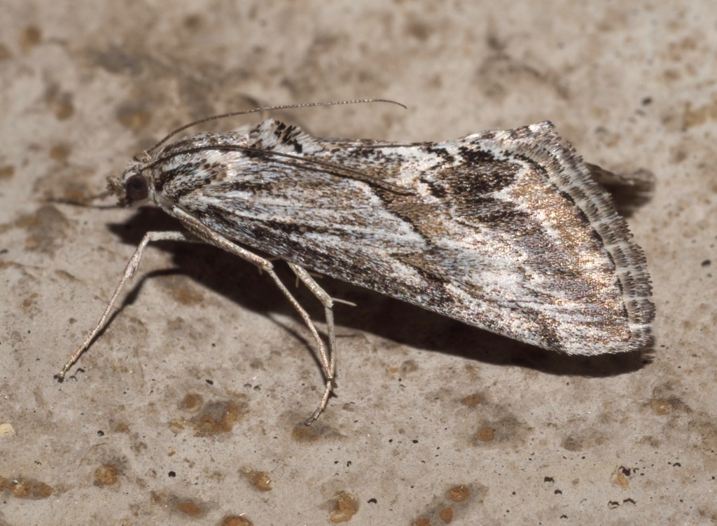 Streaked Evergestis
