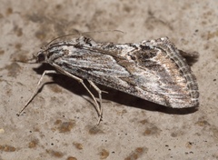 Evergestis simulatilis