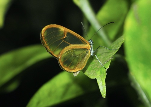 Episcada apuleia