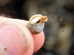 Nassarius perpinguis