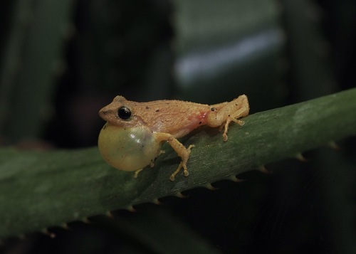 Cajamarca Rainfrog, Pristimantis cajamarcensis