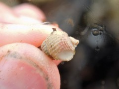 Nassarius perpinguis