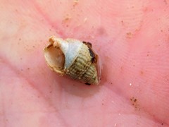 Nassarius perpinguis