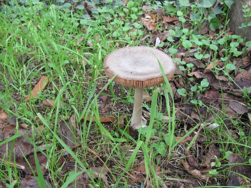 Stubble Rosegill (Volvopluteus gloiocephalus)