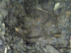 Tapirus terrestris