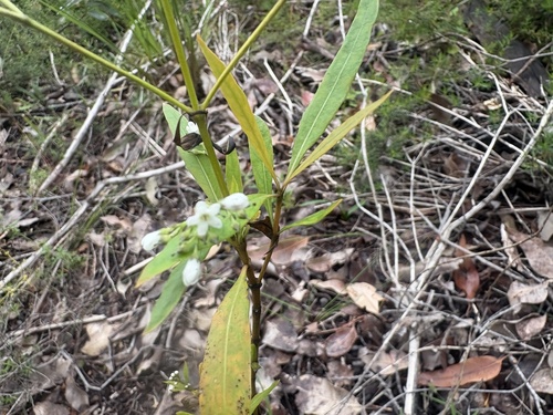 White Spray (Logania vaginalis)