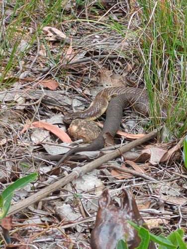 Tiger Snake sighting