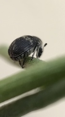Trigonorhinus