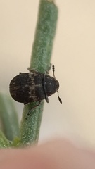 Trigonorhinus