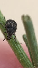 Trigonorhinus