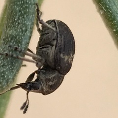 Trigonorhinus