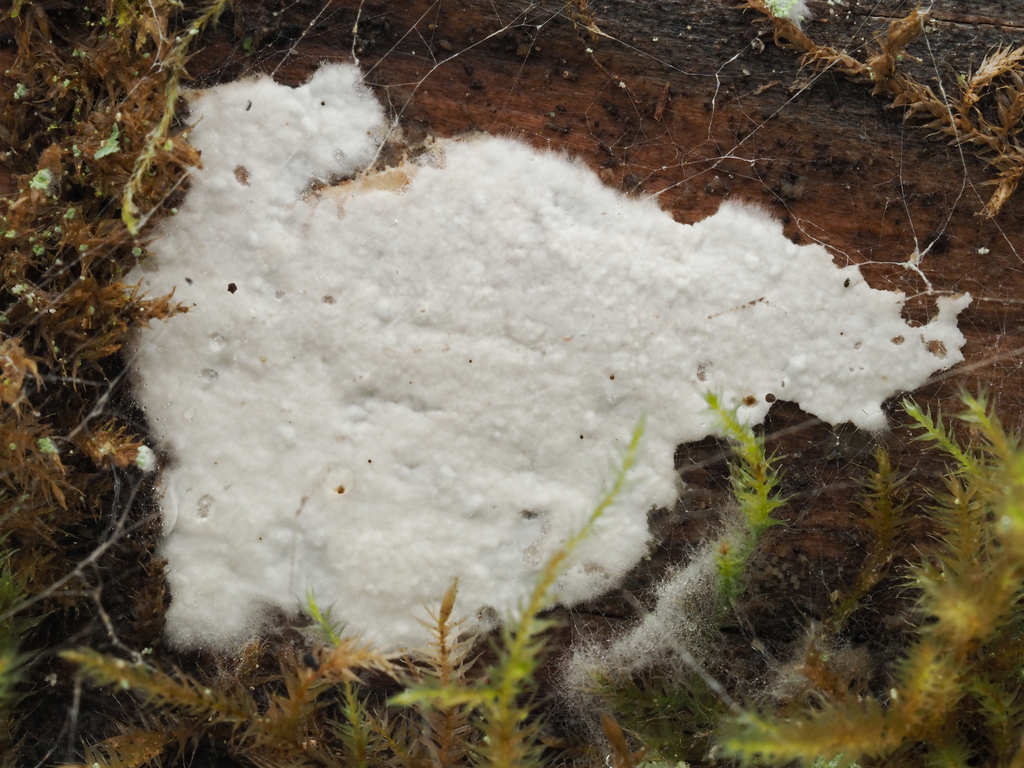 Amylocorticium cebennense