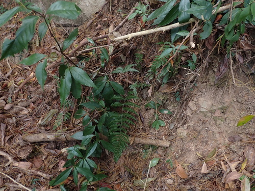 Parathelypteris observed 2025-12-14