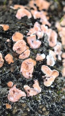 Psoraceae