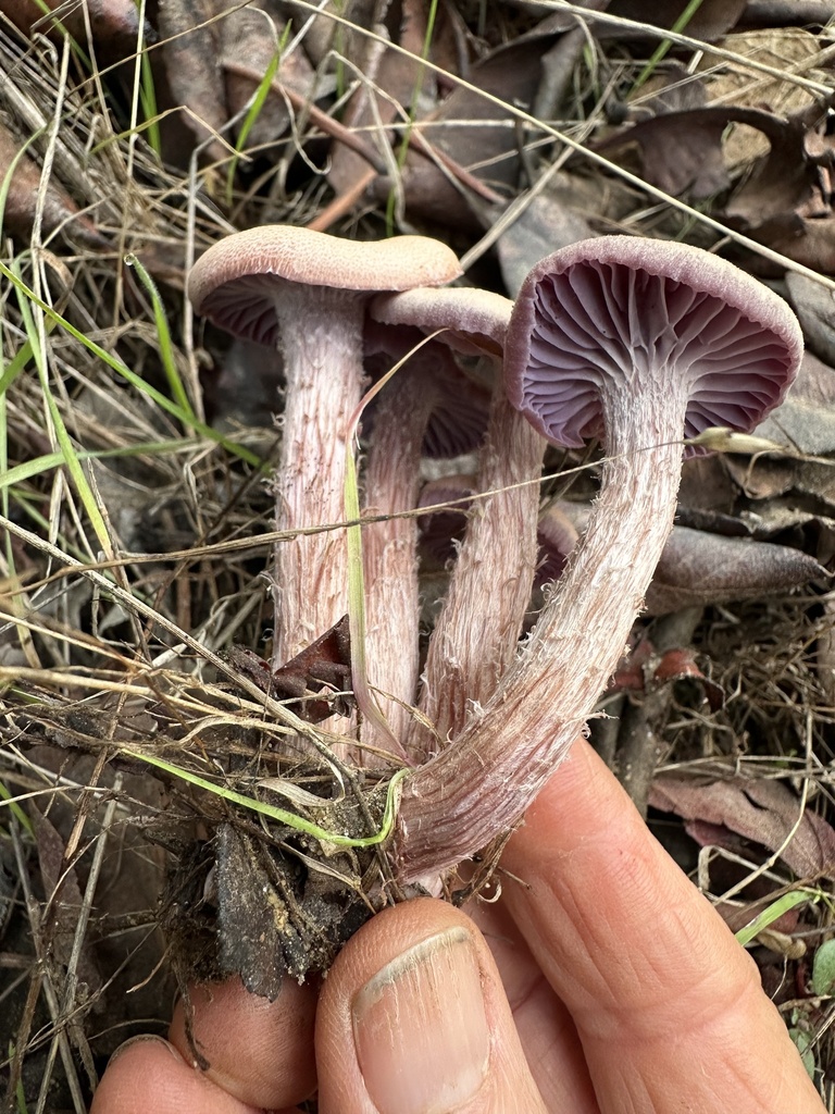 Laccaria amethysteo-occidentalis · December 2025 · photo: © ocean_beach_goth (iNaturalist, cc-by)