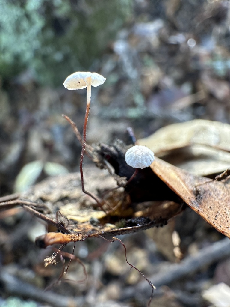 Collybiopsis quercophila · December 2025 · photo: © ocean_beach_goth (iNaturalist, cc-by)