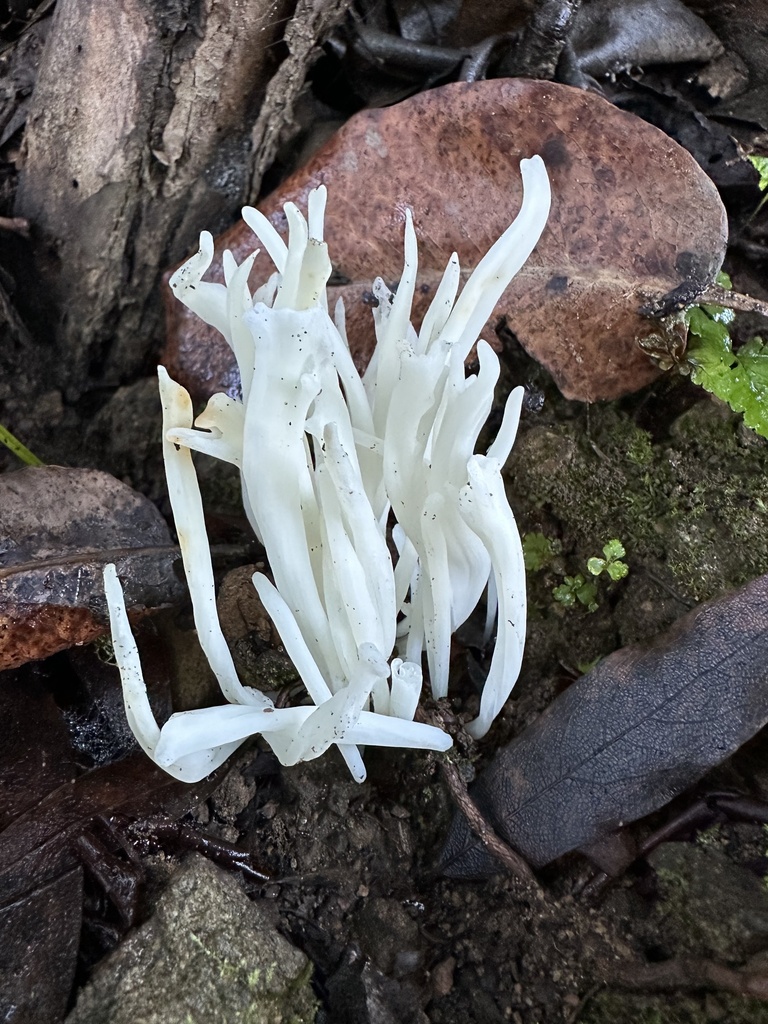 Clavaria fragilis · December 2025 · photo: © ocean_beach_goth (iNaturalist, cc-by)