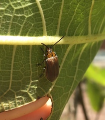 Poneridia semipullata