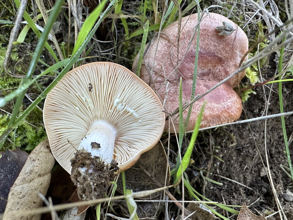 Lactarius xanthogalactus · December 2025 · photo: © ocean_beach_goth (iNaturalist, cc-by)