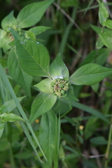 Euphorbia schiedeana